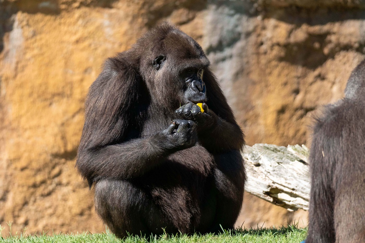 La gorila Virunga celebra su 8º cumpleaños en BIOPARC Valencia