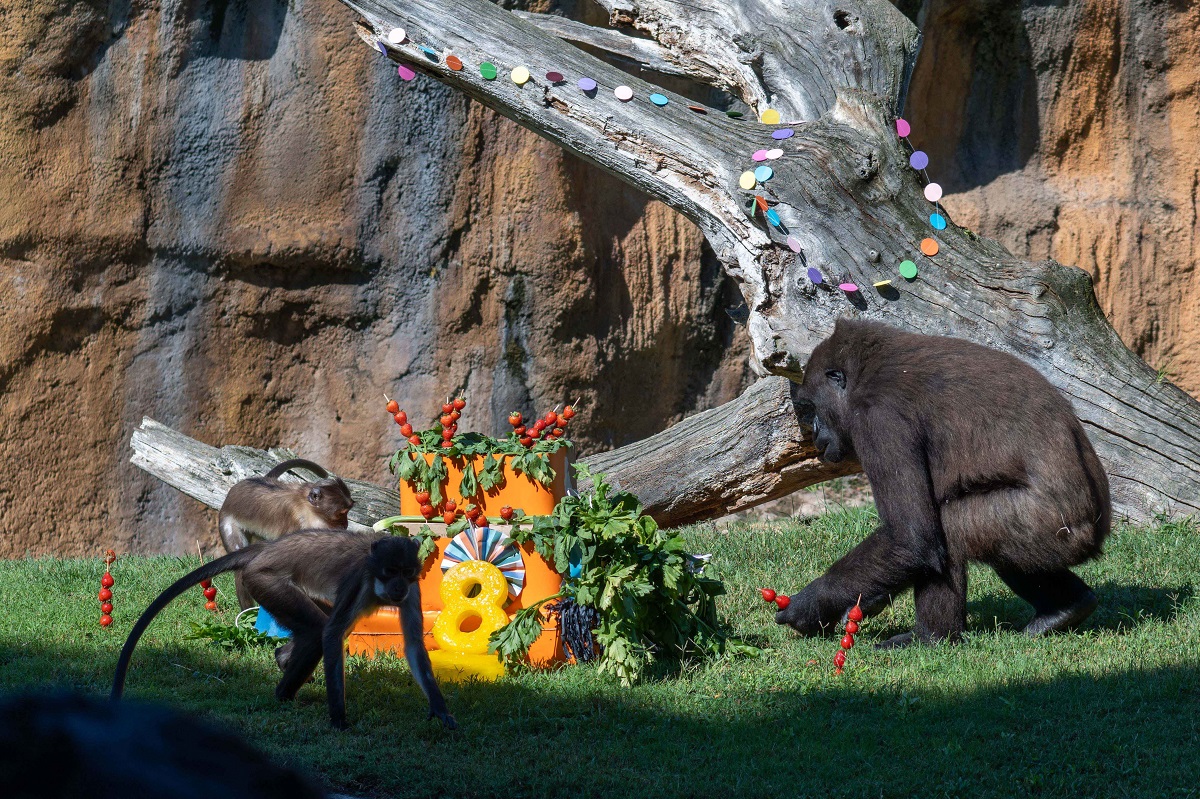 La gorila Virunga celebra su 8º cumpleaños en BIOPARC Valencia