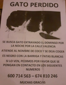 Coco gato perdido Massamagrell