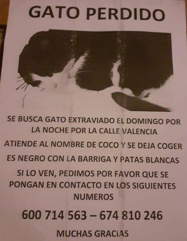 Coco gato perdido Massamagrell