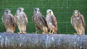 Centro de Recuperación de Fauna La Granja de El Saler