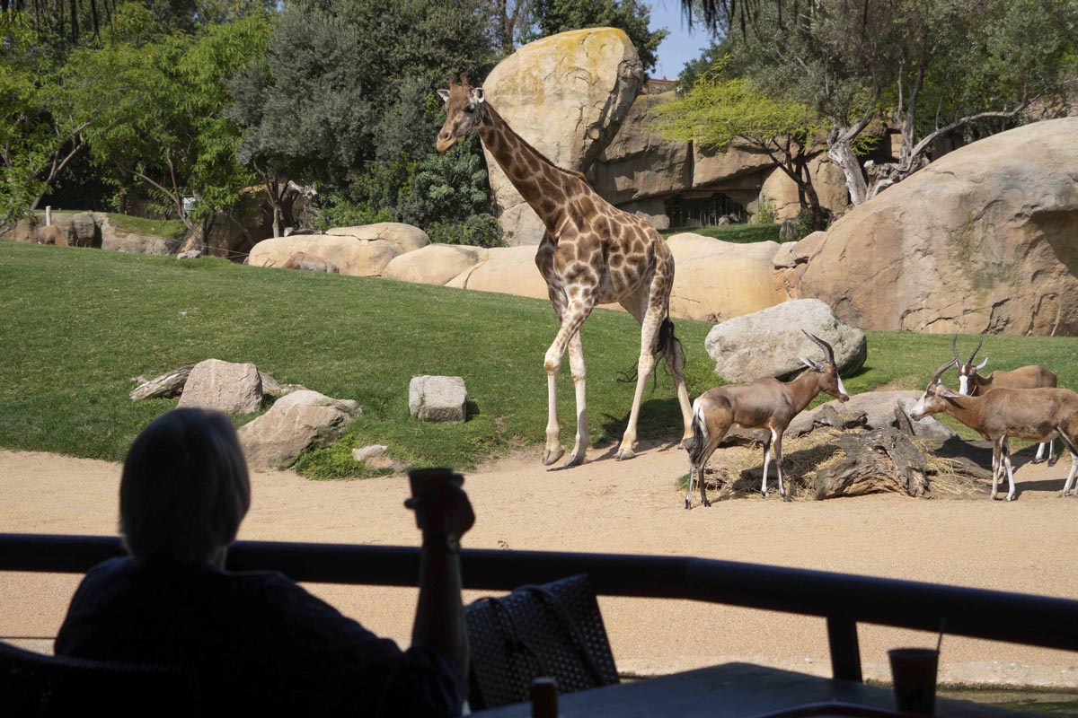 Jirafas y antílopes en la sabana africana de BIOPARC Valencia - visitantes en la cafetería
