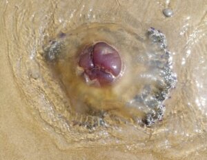 medusa huevo frito playa de Puçol