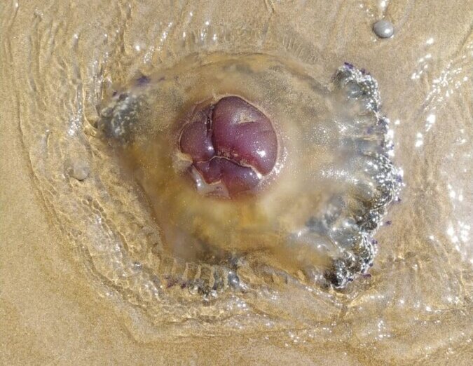 medusa huevo frito playa de Puçol