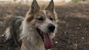 Nala Johan Torres Mislata crowfunding perra mascota