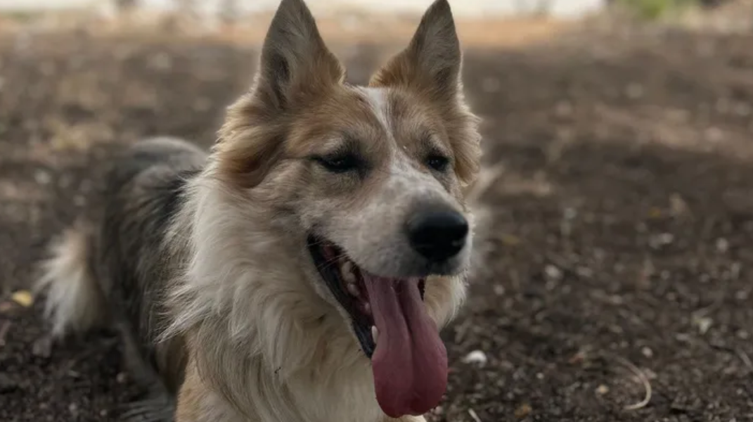 Nala Johan Torres Mislata crowfunding perra mascota