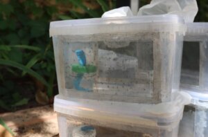 reparto trampas contra el mosquito tigre Torrent