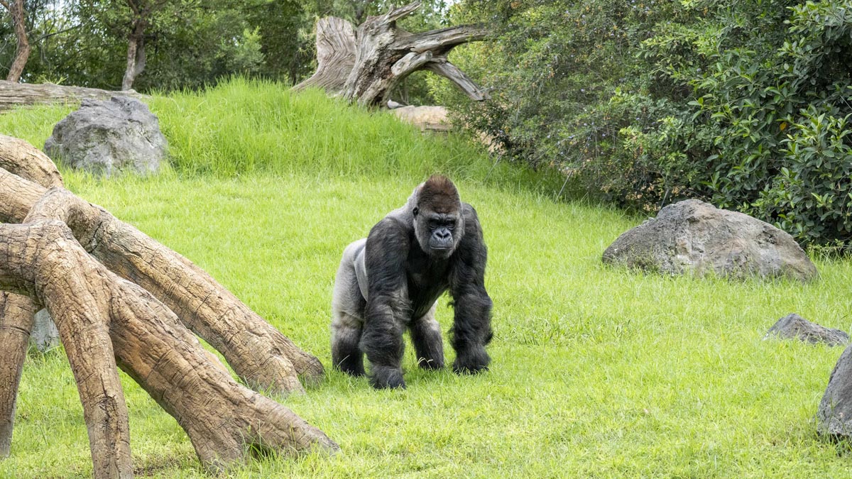 Bioparc, Día Mundial de los Gorilas