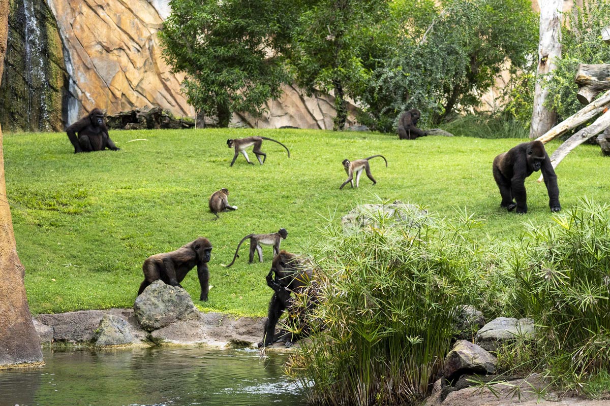 Zona de los gorilas en Bioparc