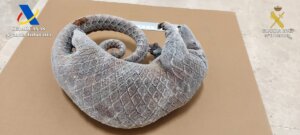 Pangolín intervenido en el aeropuerto de Manises