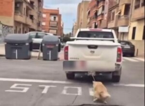 posible maltrato animal Paterna