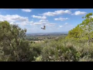 Un buitre sorprende a los conductores de la V-21 a la altura de Albuixech