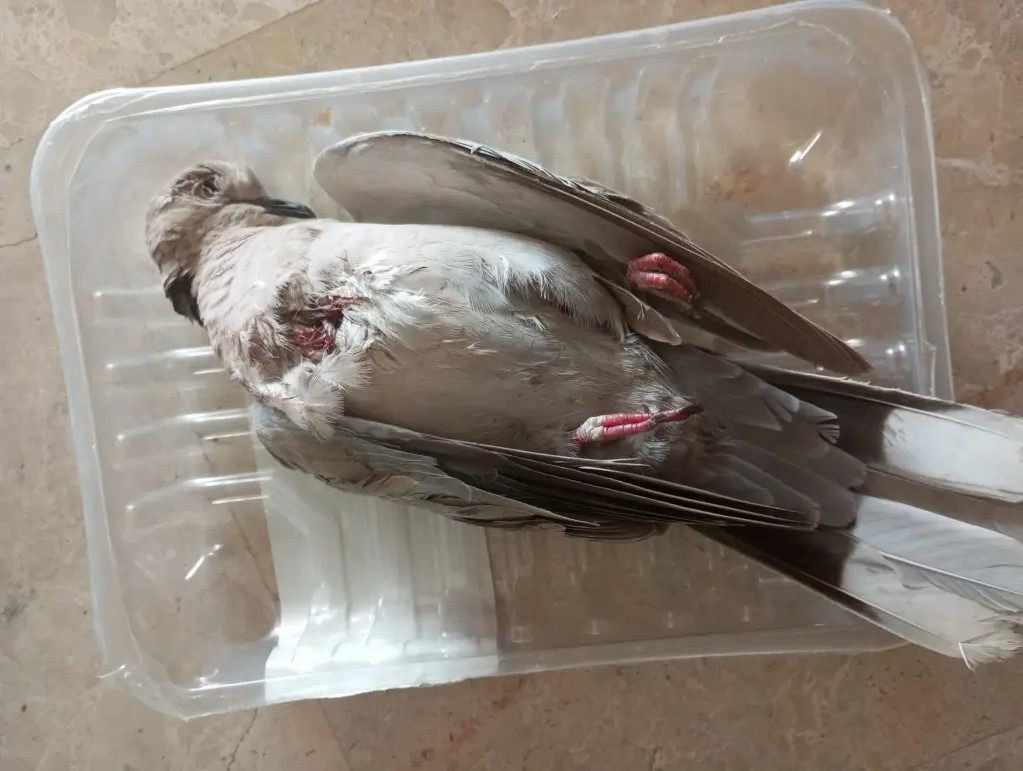 Massanassa palomo muerto