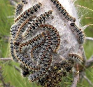 procesionaria