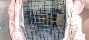 rescate gatito Metrovalencia