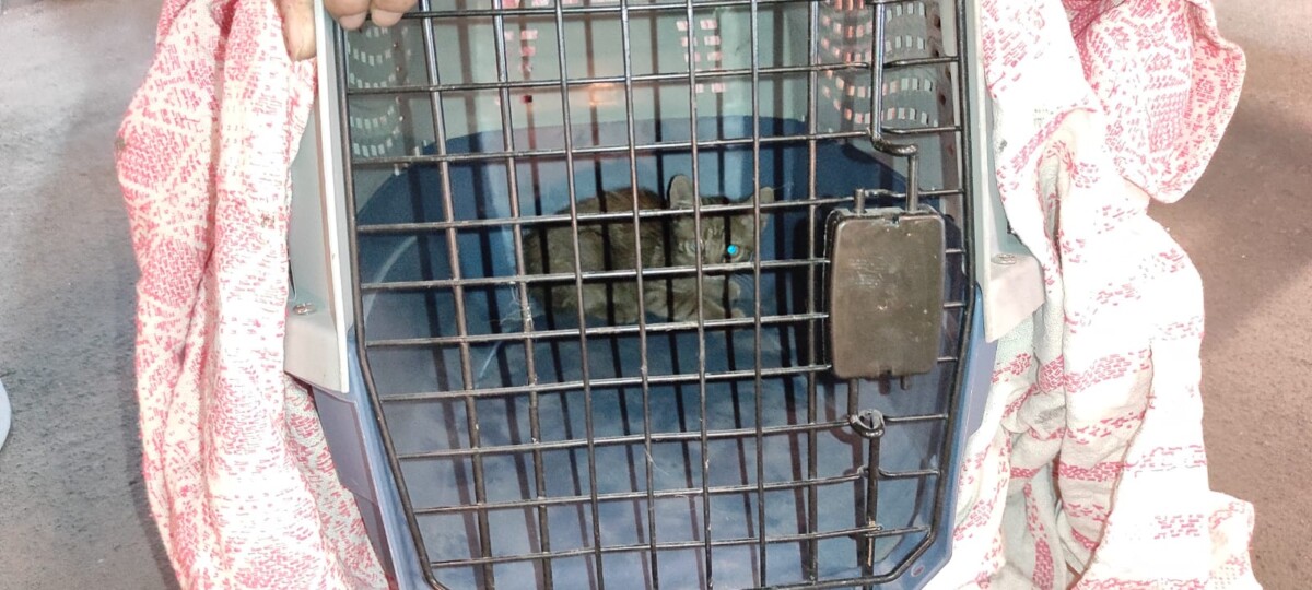 rescate gatito Metrovalencia