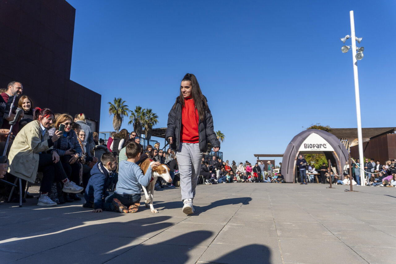 desfile adopción perros AUPA y Bioparc