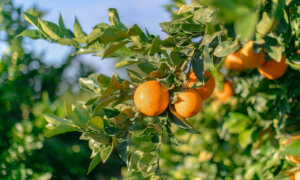 campos de naranjas