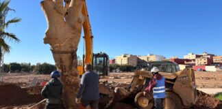 Replantación de un árbol monumental en Catarroja tras la DANA