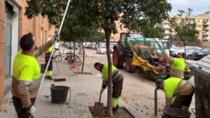 Trabajadores recogiendo naranjas de árboles en Valencia