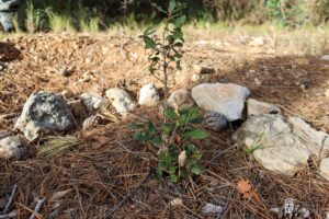 Pequeño árbol rodeado de piedras y pinos en un terreno de reforestación