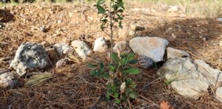 Pequeño árbol rodeado de piedras y pinos en un terreno de reforestación