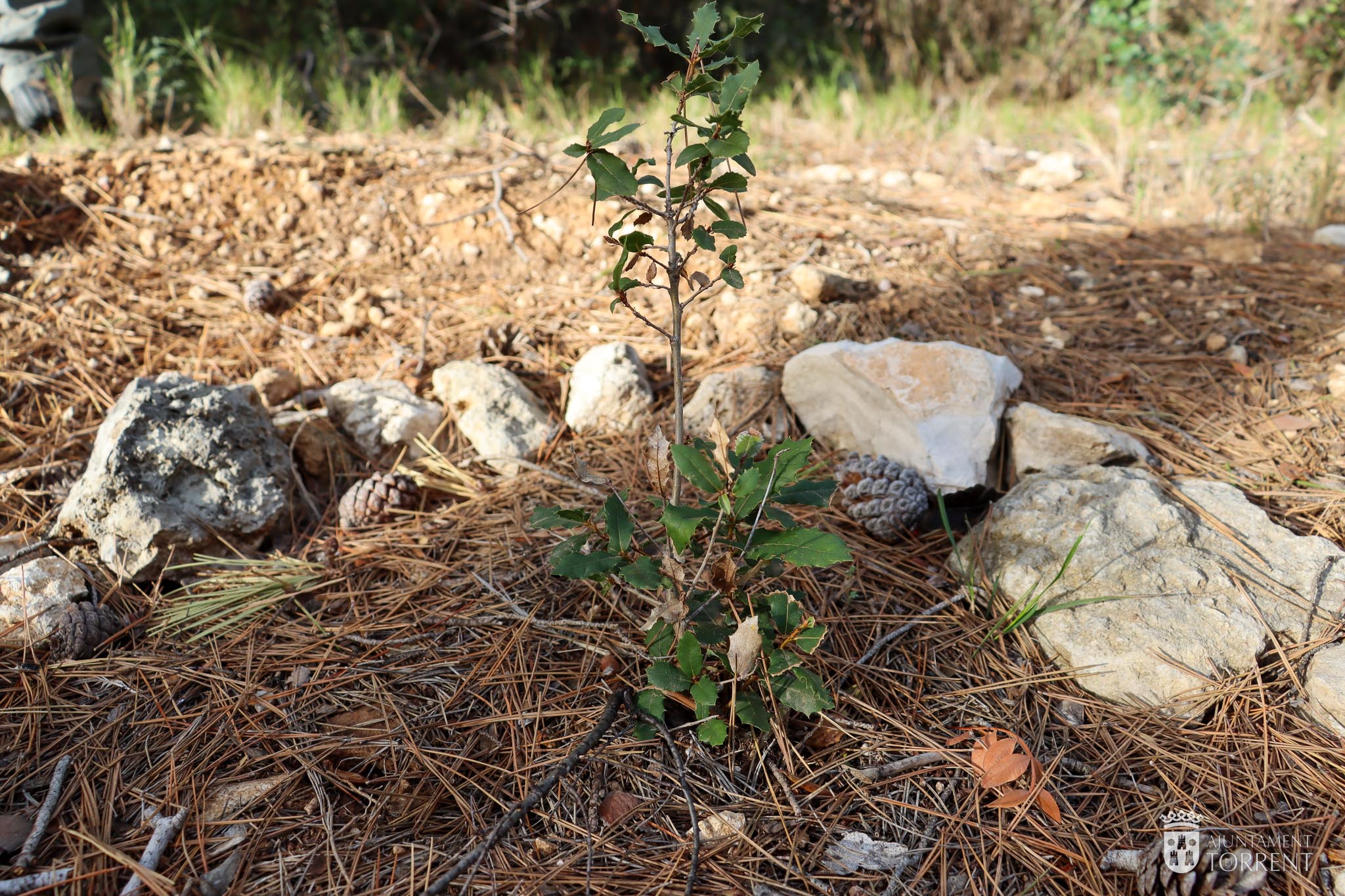Pequeño árbol rodeado de piedras y pinos en un terreno de reforestación