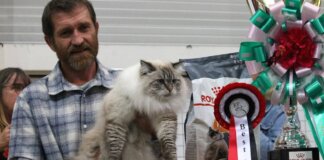 Exposición Felina Internacional