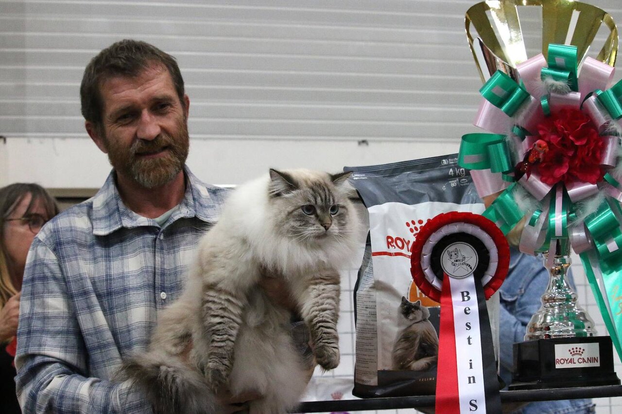 Exposición Felina Internacional 