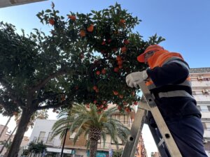 La brigada municipal de Puçol refuerza sus trabajos de jardinería y mantenimiento urbano
