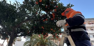 La brigada municipal de Puçol refuerza sus trabajos de jardinería y mantenimiento urbano