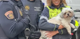 Rescatan a Chincho, un perro encerrado durante tres días en un coche robado en València