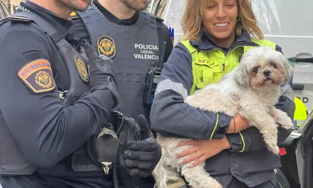 Rescatan a Chincho, un perro encerrado durante tres días en un coche robado en València