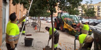 València recollida taronges