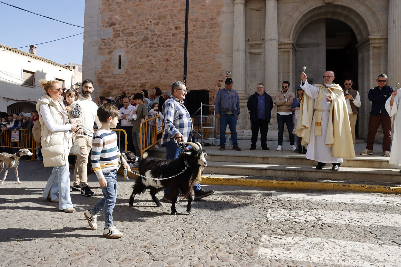 Puçol Bendición animales Sant Antoni