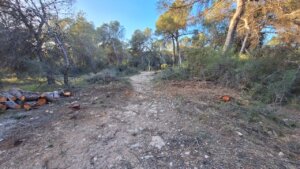 Aliança per l'Emergència Climàtica denuncia "talas improcedentes" en La Vallesa para abrir un camino