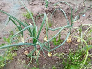 campos de cebollas