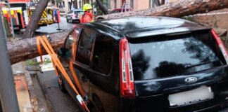 Godella árbol caído temporal