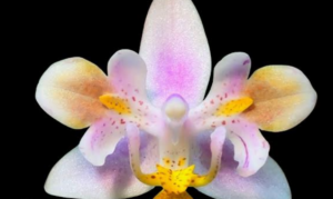 orquidea-burjassot