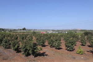 Picassent destina un millón de euros de la Fundación Amancio Ortega para agricultores afectados por la Dana