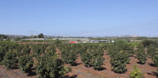 Picassent destina un millón de euros de la Fundación Amancio Ortega para agricultores afectados por la Dana