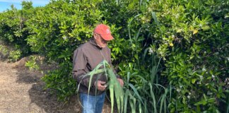 cañas en campos de cultivo