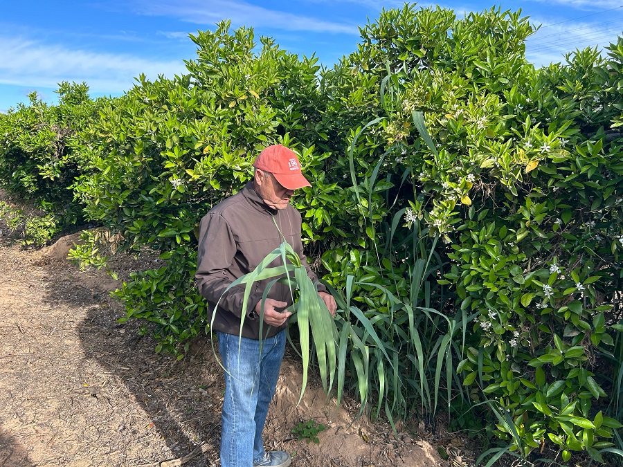 cañas en campos de cultivo