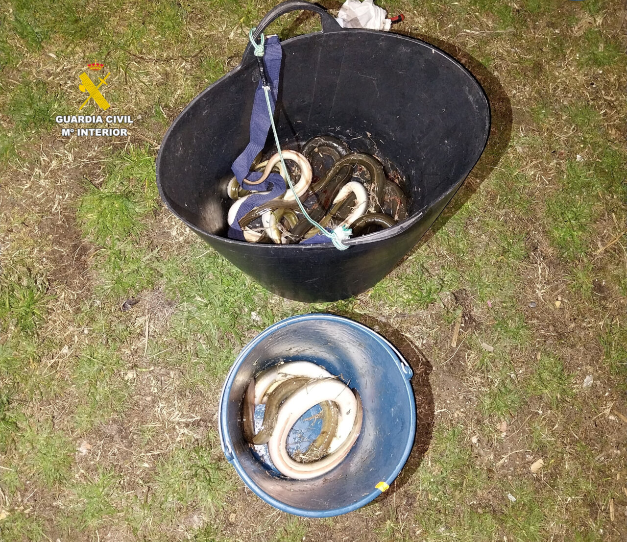 intervencion-guardia-civil-pesca-ilegal-anguilas-albufera-valencia