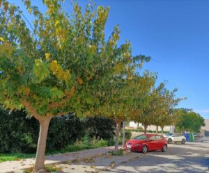 Museros talas moreras y jacarandas