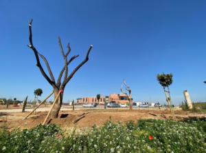 obras-jardines-rotonda-alfaro-residencia-mayores-picanya