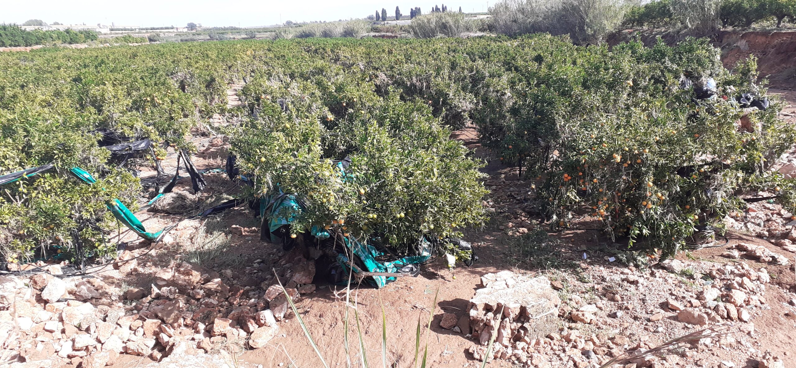 Camps agrícoles afectats per la barrancada a Picassent
