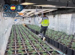 Agentes de la Policía Nacional en una plantación de marihuana en Xirivella