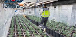 Agentes de la Policía Nacional en una plantación de marihuana en Xirivella