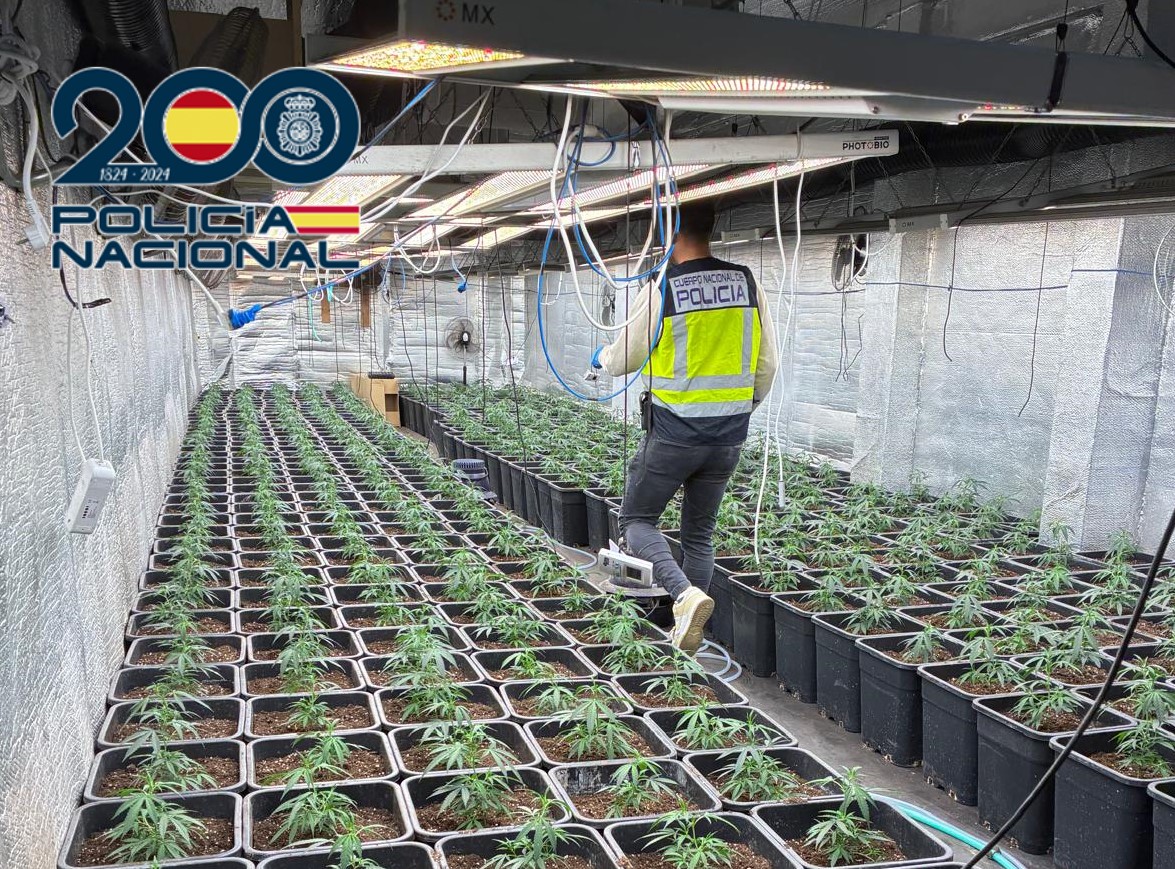Agentes de la Policía Nacional en una plantación de marihuana en Xirivella